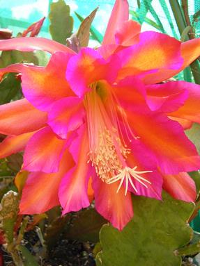  cactic flower